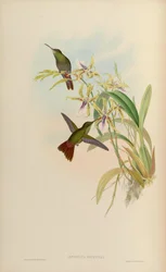 Amazilia riefferi